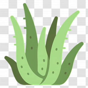Aloe Vera - Green Aloe Vera Plant Illustration Transparent PNG
