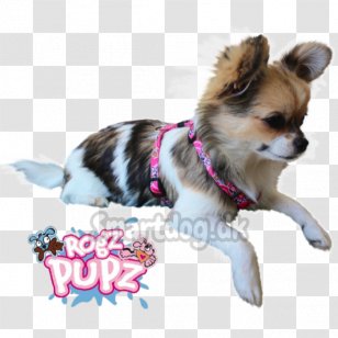 Chihuahua Puppy Dog Breed Companion Toy Transparent PNG