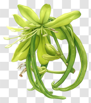 Vanilla Flower - Green Plant With Leaves And Buds Transparent PNG