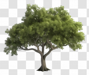 Animated Tree - Realistic Green Tree Illustration Transparent PNG