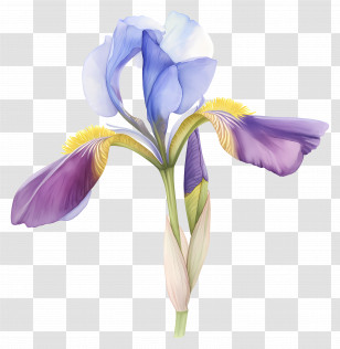 Algerian Iris - Purple Iris Flower Detailed Illustration Transparent PNG
