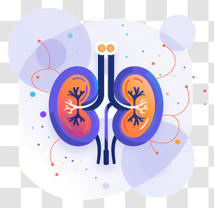 World Kidney Day - Medical Illustration Of Human Kidneys Transparent PNG