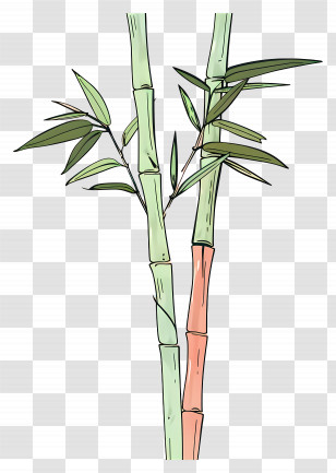 Bamboo - Detailed Bamboo Plant Illustration Transparent PNG
