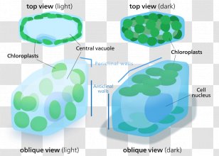 Chloroplast Plant Cell Organelle - Organism Transparent PNG