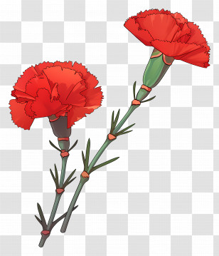 Carnation Flower - Red Carnation Flowers Illustration Transparent PNG