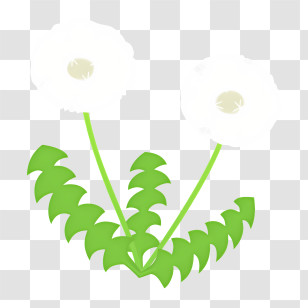 Icon - White Dandelions With Green Leaves Transparent PNG