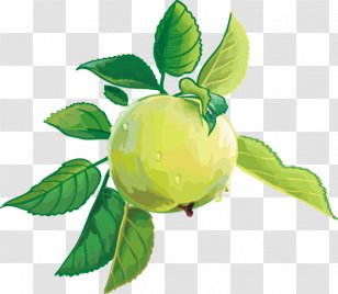 Apple Citrus Fruit Clip Art - Leaf Transparent PNG