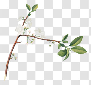 Black And White Image - Flowering Branch With White Blossoms Transparent PNG