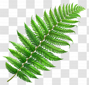 Fern Leaf - Lush Green Botanical Fern Leaf Design Transparent PNG