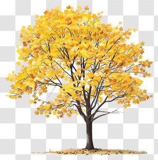 Yellow Maple Tree - Yellow Autumn Tree With Full Foliage Illustration Transparent PNG