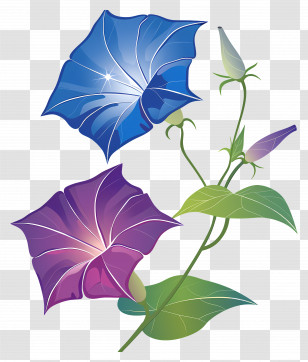 Morning Glory Flowers - Blue And Purple Flowers Transparent PNG