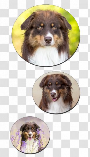 Border Collie Australian Shepherd Miniature American Rough Dog Breed Snout Braun Transparent Png