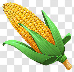 Hand Drawn Corn - Corn On The Cob Illustration Transparent PNG