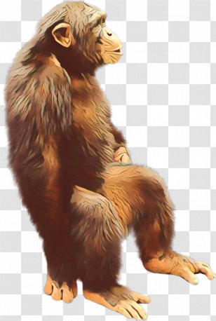 Golden Background - Cartoon - Macaque Old World Monkey Transparent PNG