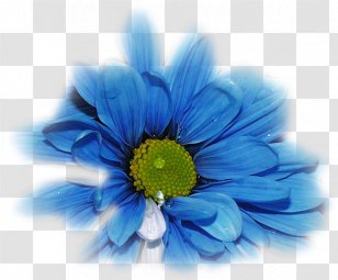 Flower TinyPic Blue Rose Desktop Wallpaper - Yellow Transparent PNG