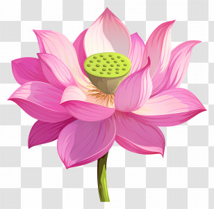 Pink Lotus Flower - Pink Lotus Flower Illustration Transparent PNG