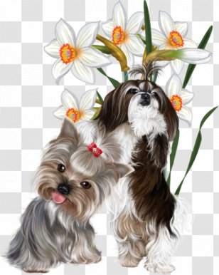 Yorkshire Terrier Puppy Bulldog Papillon Dog Shih Tzu - Like Mammal Transparent PNG