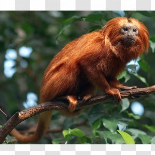 Macaque Golden Lion Tamarin New World Monkeys Primate - Monkey Transparent PNG