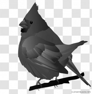 Clip Art Drawing Northern Cardinal Image St. Louis Cardinals - Finch - Snow Bird Animal Transparent PNG