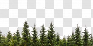 Tree Evergreen Conifers Forest Branch - Vegetation Transparent PNG