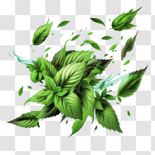 Mint
 - Fresh Mint Leaves With Vibrant Green Appearance Transparent PNG