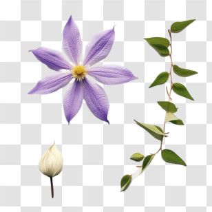 Clematis Flower - Purple Flower And Green Leaves Illustration Transparent PNG