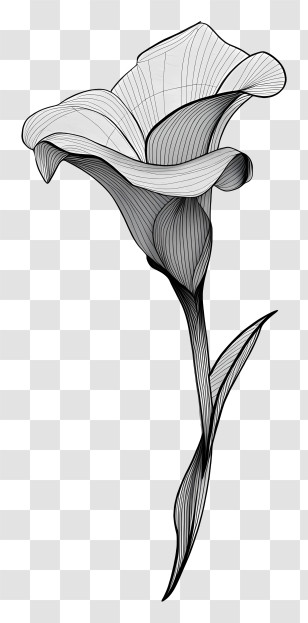 Calla Lily Sketch - Elegant Black And White Flower Illustration Transparent PNG