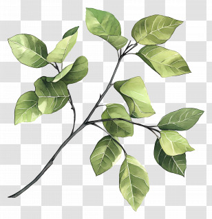 Leaf Painting - Branch With Green Leaves Illustration Transparent PNG