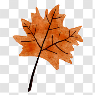 Maple Leaf - Autumn Maple Leaf Illustration Transparent PNG
