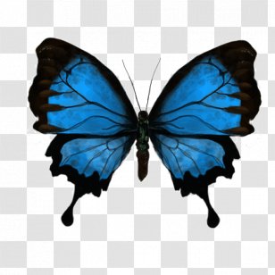 Butterfly Giphy Animated Png Images Transparent Butterfly Giphy Animated Images