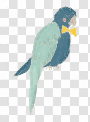 Lovebird Macaw Parakeet Feather Fauna - Turquoise - Tambourine Green Transparent PNG