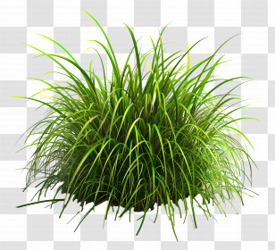Green Grass - Lush Green Grass In Garden Transparent PNG