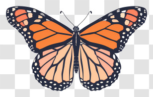 Monarch Butterfly - Orange Monarch Butterfly Illustration Transparent PNG