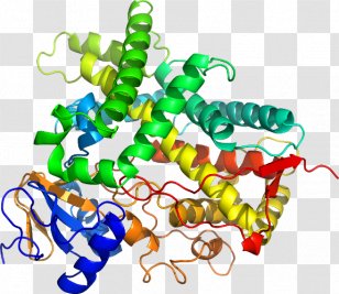 Clip Art Organism Line Body Jewellery - Cytochrome P450 Family 1 Member A1 Transparent PNG