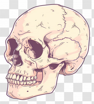 Skull - Detailed Human Skull Illustration Transparent PNG
