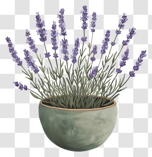 Lavender In Pot - Lavender Plant In Pot Transparent PNG