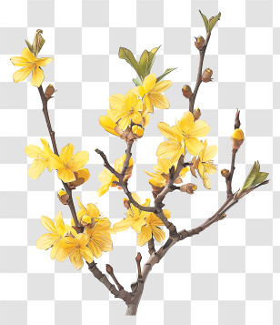 Forsythia Flower - Yellow Flowering Branch With Spring Blooms Transparent PNG