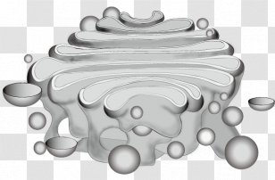 Endoplasmic Reticulum Ribosome Golgi Apparatus Nuclear Envelope