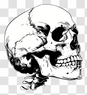 Skull Skeleton - Human Skull Detailed Illustration Transparent PNG