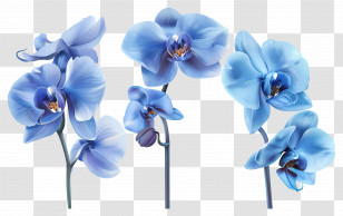 Orchid Flower - Blue Orchid Flowers With Detailed Petals Transparent PNG