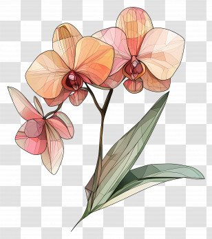 Orchid - Orchid Flower Illustration Transparent PNG