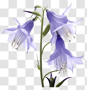 Purple Bell Flowers - Beautiful Purple Bell Flowers Transparent PNG