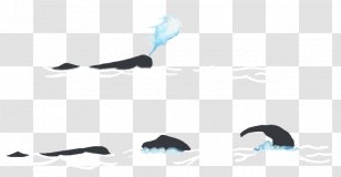 Product Design Font Black M - Watercolor - Killer Whale Breaching Transparent PNG