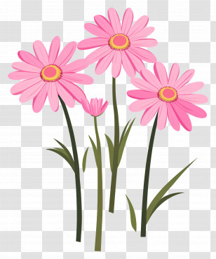 Pink Daisy Flowers - Pink Daisies Illustration Transparent PNG