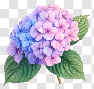 Hand Drawn Hydrangea Flower - Pink Hydrangea Illustration In Pastel Colors Transparent PNG