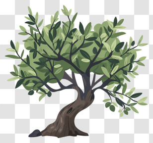 Olive Tree - Illustration Of An Olive Tree With Leaves Transparent PNG