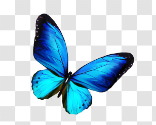 Butterfly - Light Blue Butterfly In Serene Motion Transparent PNG