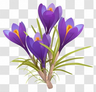 Saffron Crocus - Purple Crocus Flowers Transparent PNG