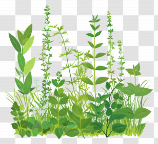 Herb Garden - Various Green Herbs Transparent PNG
