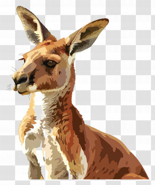 Kangaroo - Kangaroo Wildlife Illustration Transparent PNG